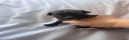 Mixed Breed dogs for sale: Staffordshire bull terrier litter 🐶 in Scunthorpe - Advert 11