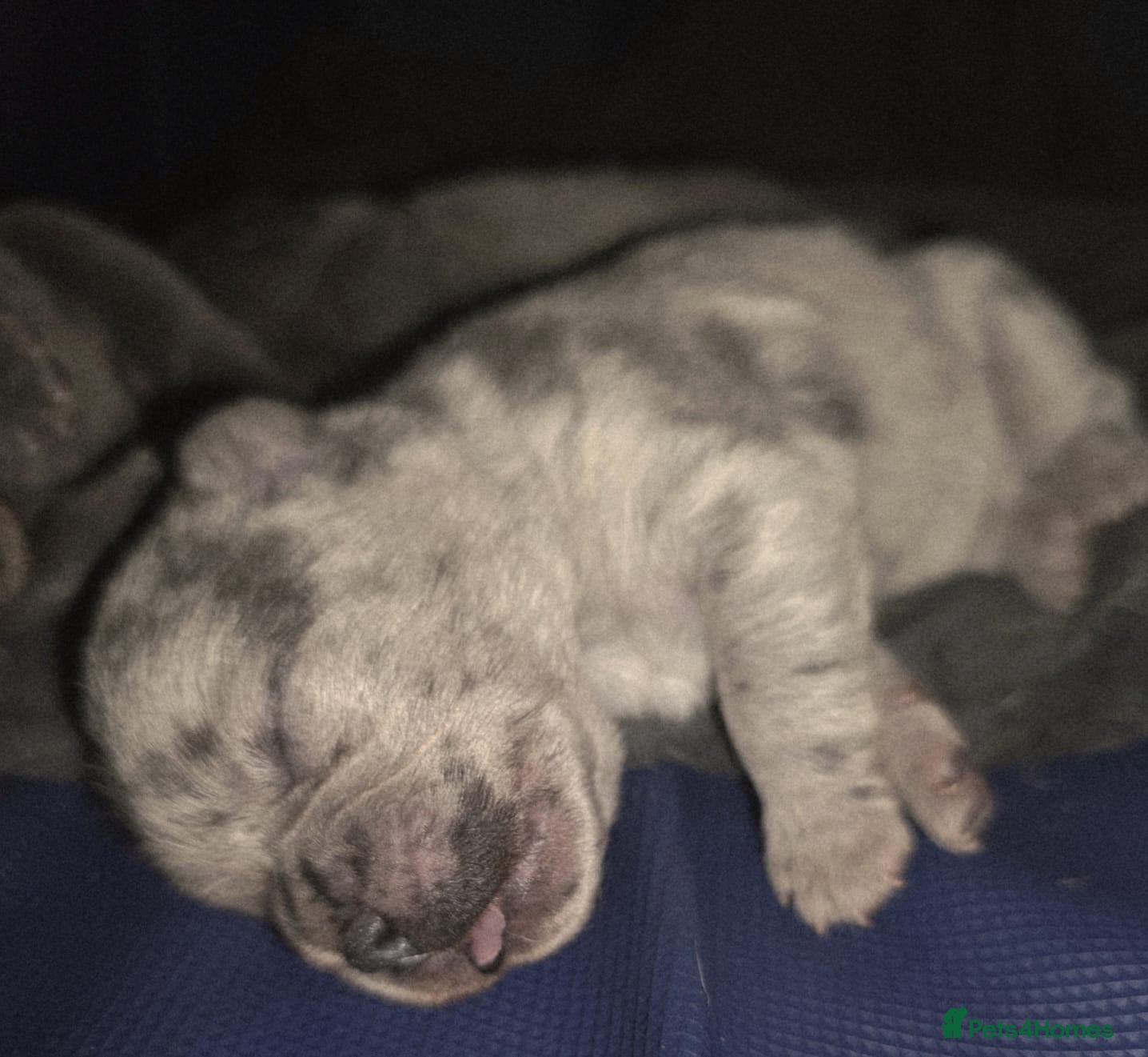 Chow Chow dogs Proven Merle Boy Stud - Advert 2