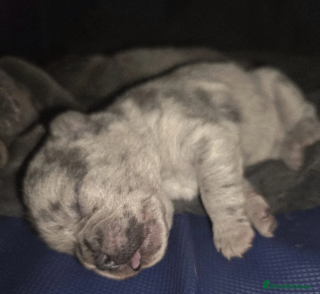 Chow Chow dogs for stud: Proven Merle Boy Stud in Rochester - Advert 2