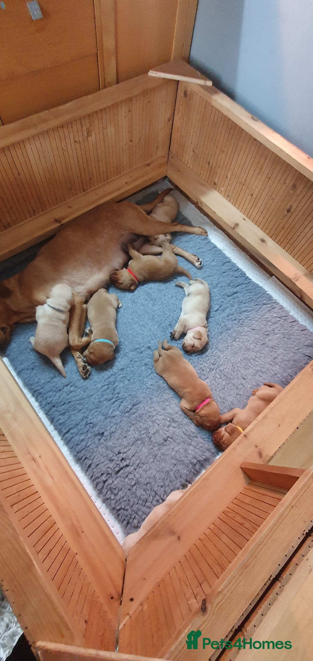 Labrador Retriever dogs for sale: Fox red Labrador - Image 18