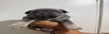 French Bulldog 2
