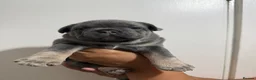 French Bulldog dogs for sale: French Bulldogs  - Advert 12