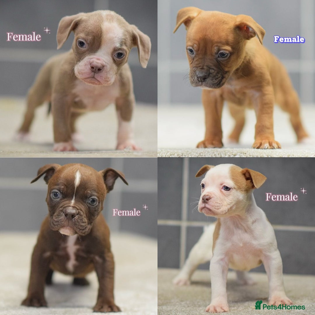 Olde English Bulldogge dogs for sale: 5⭐️COUNCIL APPROVED,LICENSED, 23 YEARS EXPERIENCE. - Advert 11