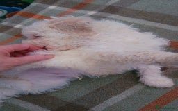 Lagotto Romagnolo dogs for sale: Pedigree Kennel Club Registered Lagotto Romagnolo - Image 6