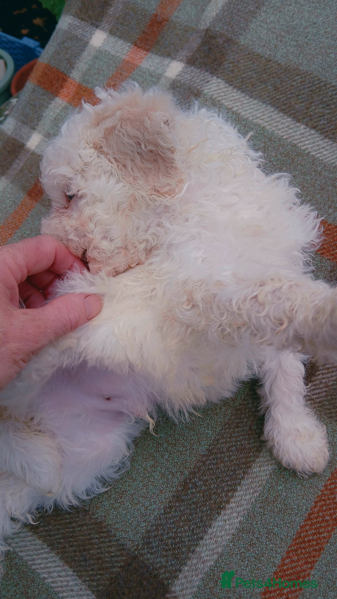 Lagotto Romagnolo dogs for sale: Pedigree Kennel Club Registered Lagotto Romagnolo - Image 6