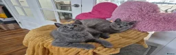 British Shorthair cats for sale:  Ready! GCCF parents with champions in line,BSH  - Advert 7