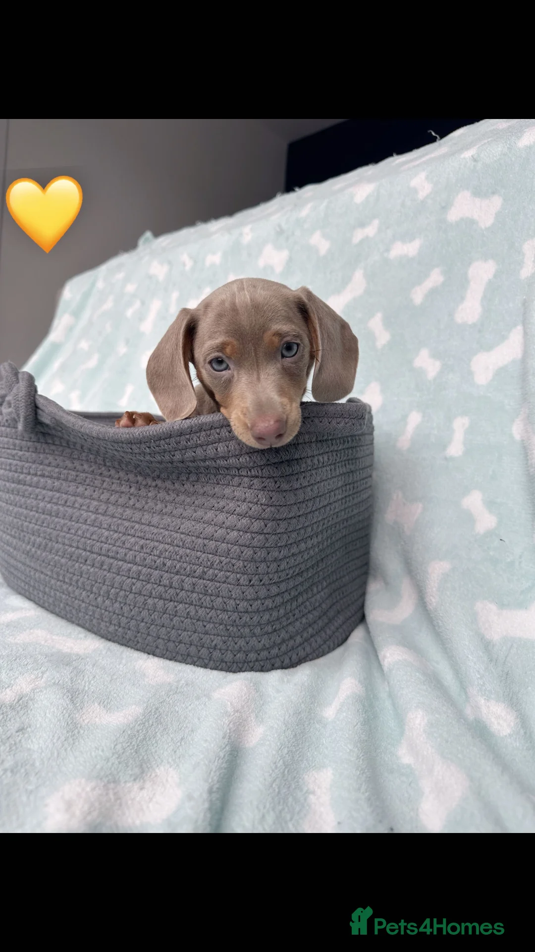 Miniature Dachshund dogs for sale: *READY TO LEAVE* 2 Female Miniature Dachshunds - Advert 2