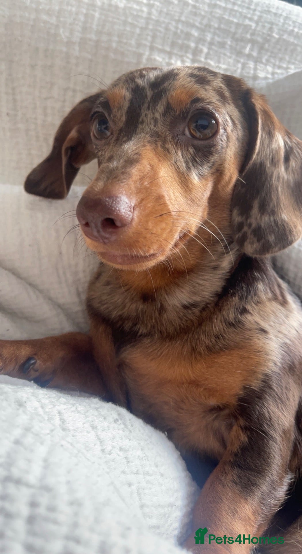 Miniature Dachshund dogs Miniature Dachshund Puppies - Advert 2
