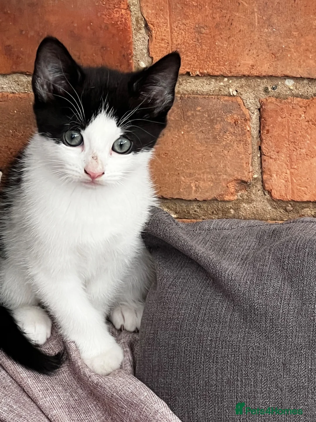 Mixed Breed cats for sale: Female kittens  - Advert 2