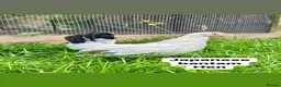 Chickens poultry for sale: Bantam hens at point of lay in Colchester - Advert 22