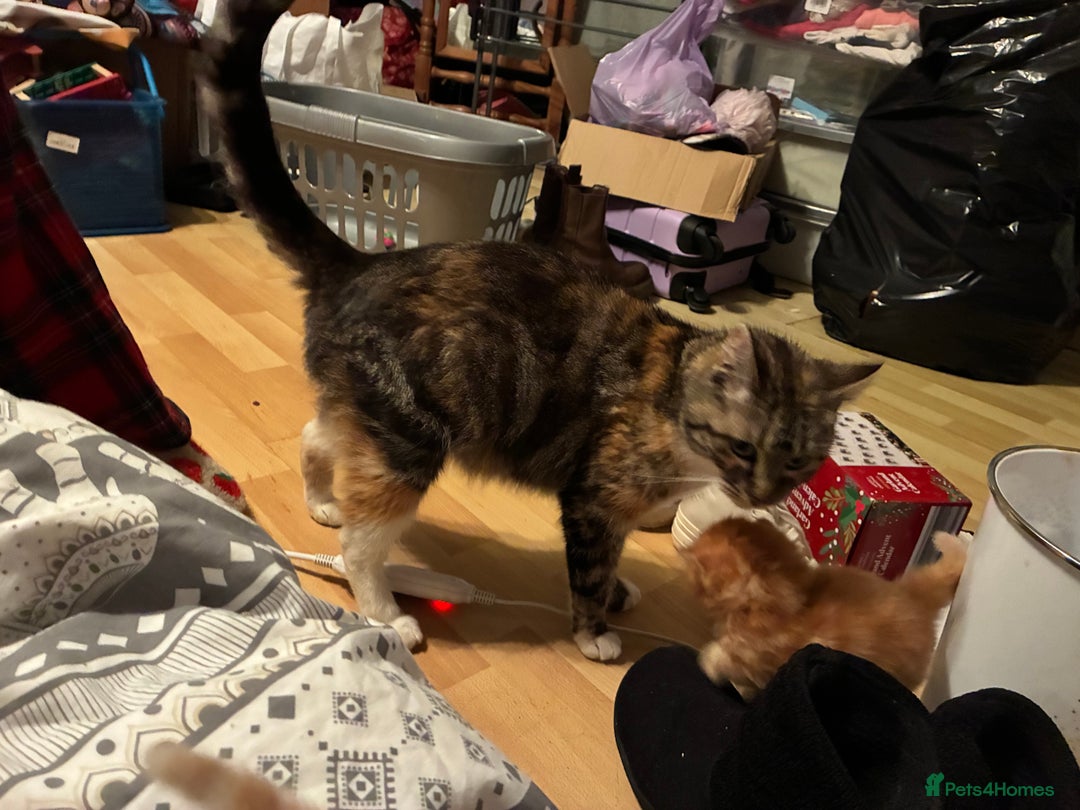 Mixed Breed cats for sale: Two female kittens  - Advert 1