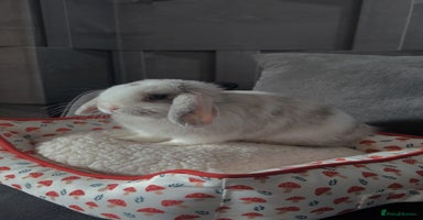 Mini Lop rabbits - Advert 9