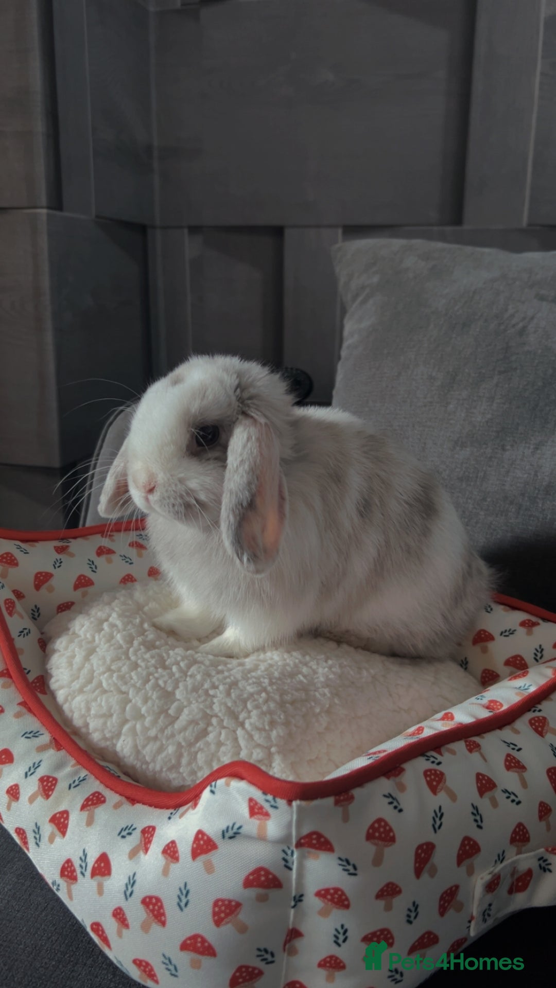 Mini Lop rabbits for sale: Mini lop bunny - Image 2