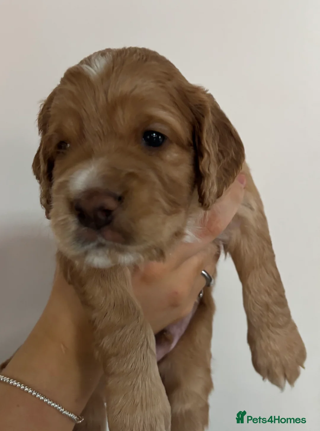 Cocker Spaniel dogs for sale: Working Cocker Spaniel Puppies - Advert 2