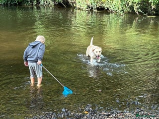 Labrador Retriever dogs - Advert 29