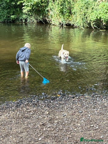 Labrador Retriever dogs - Advert 9