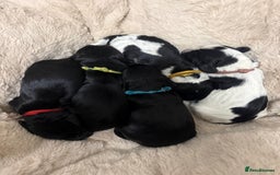 Cocker Spaniel dogs for sale: 🐾 🌼 Helianthmum Working Cocker Spaniels🌼 🐾 - Image 5