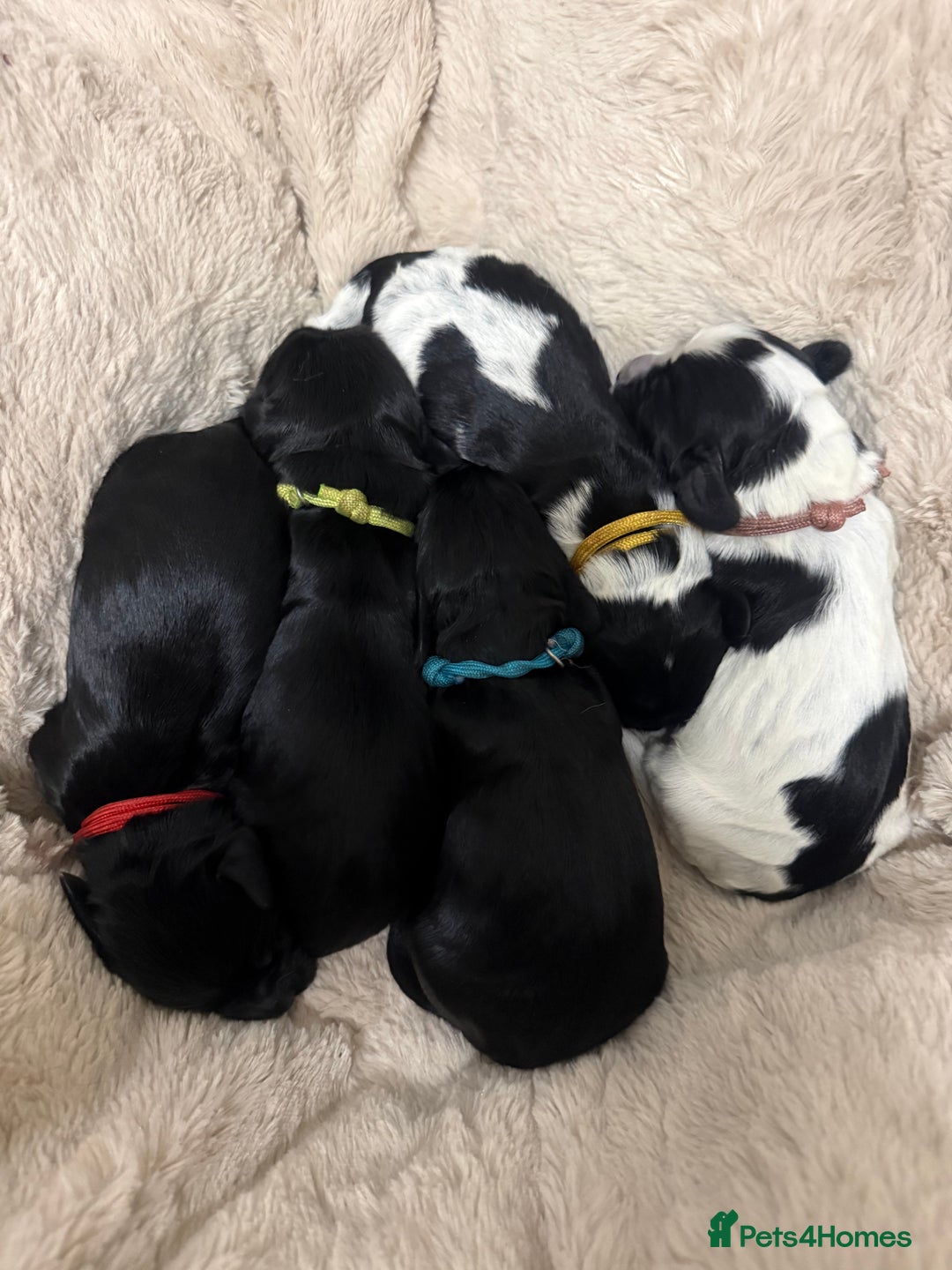 Cocker Spaniel dogs for sale: 🐾 🌼 Helianthmum Working Cocker Spaniels🌼 🐾 - Image 5
