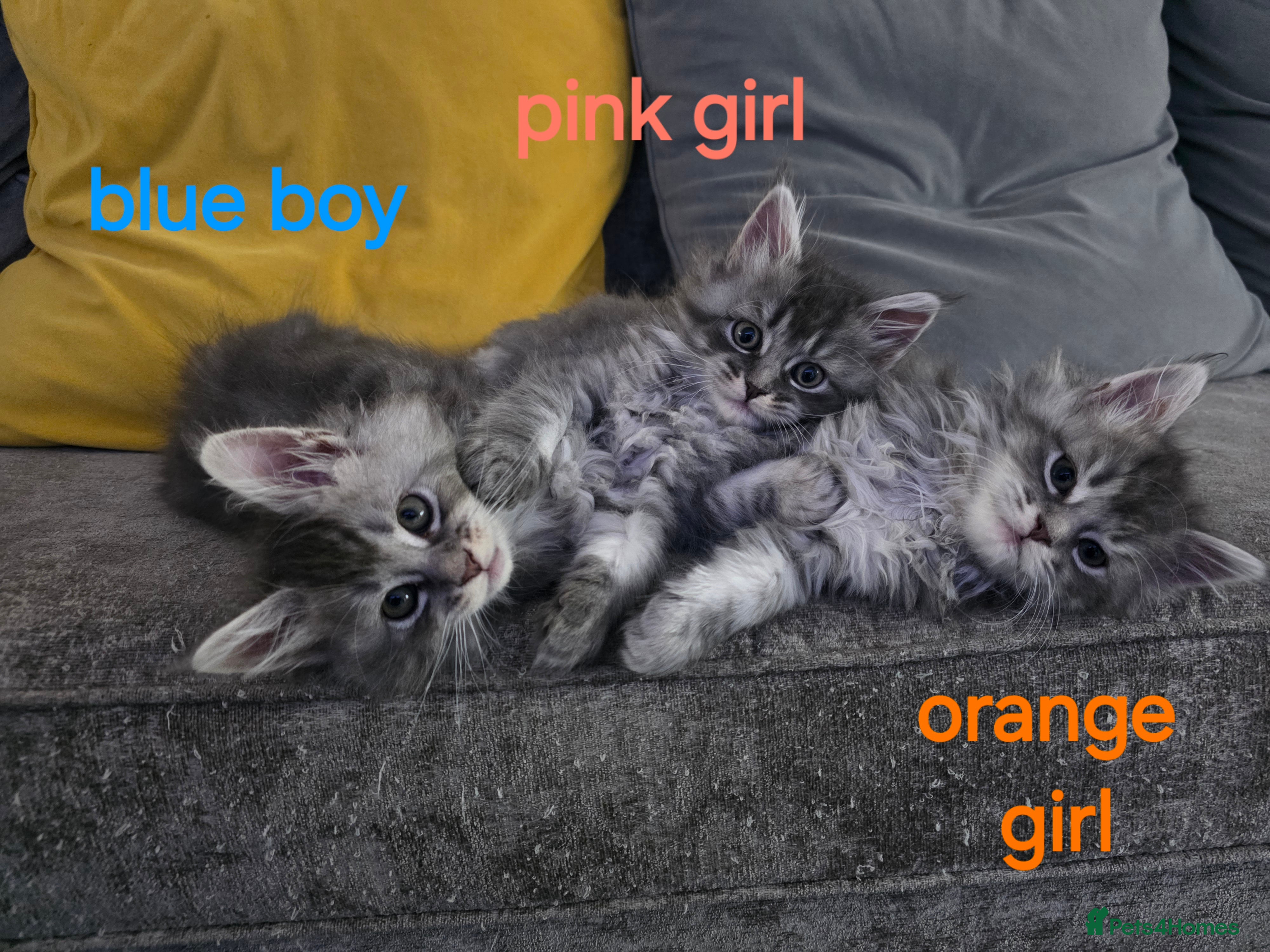 Maine Coon cats Pure maine coons kittens ready now 1boy 2 girls - Advert 5