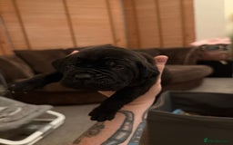 Cane Corso dogs for sale: Large Cane Corso pups - Advert 9