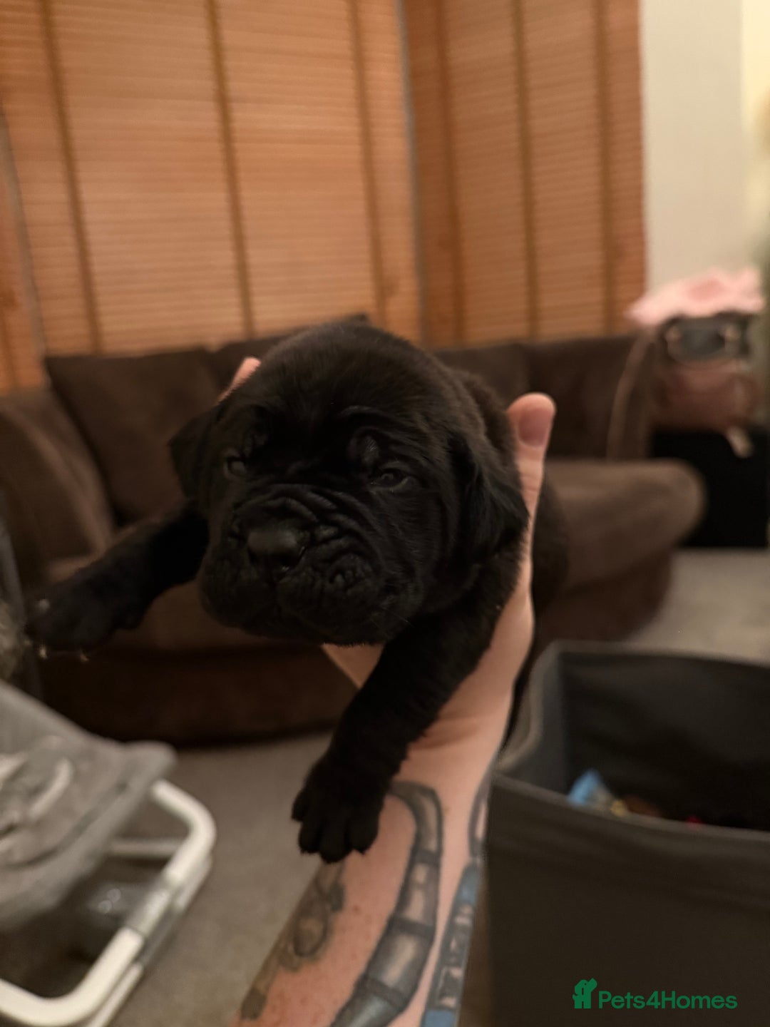 Cane Corso dogs for sale: Large Cane Corso pups - Advert 9