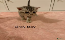 Bengal cats for sale: Pure Bengal Kittens Available  - Image 5