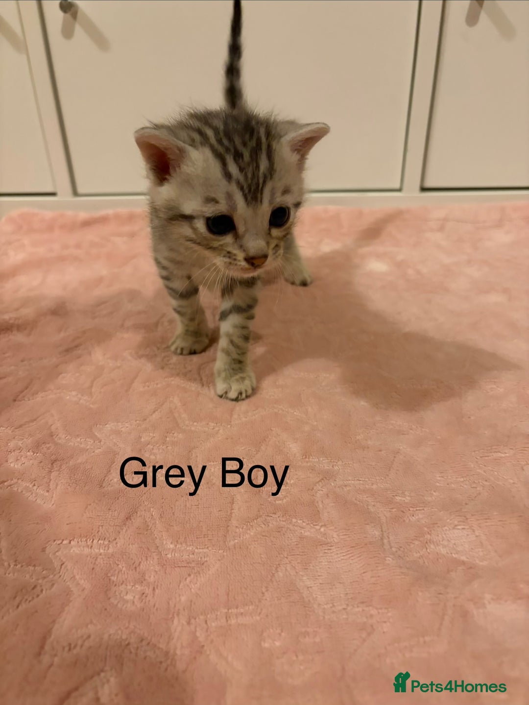 Bengal cats for sale: Pure Bengal Kittens Available  - Image 5