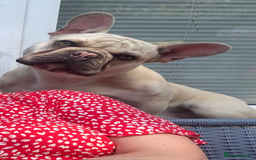 French Bulldog dogs for sale: 2 Year old Frenchie  - Image 3