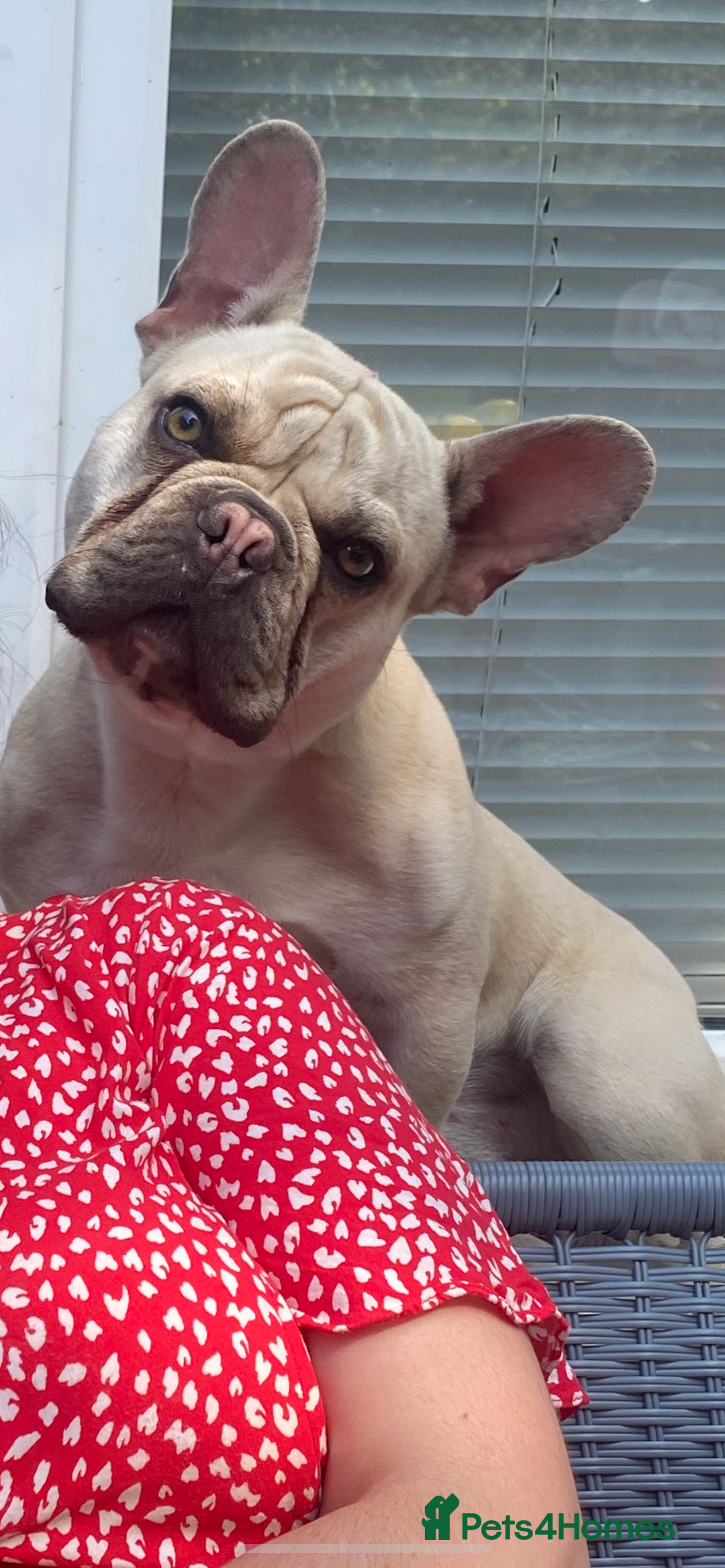 French Bulldog dogs for sale: 2 Year old Frenchie  - Image 3