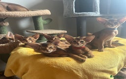 Abyssinian cats for sale: Beautiful Abyssinians kittens - Image 17