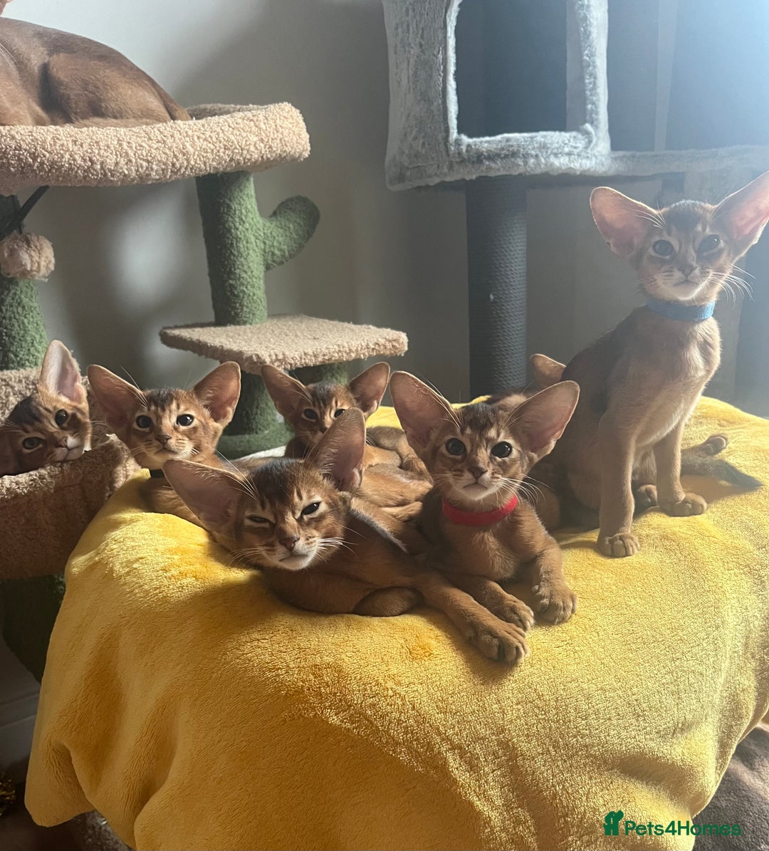 Abyssinian cats for sale: Beautiful Abyssinians kittens - Image 17