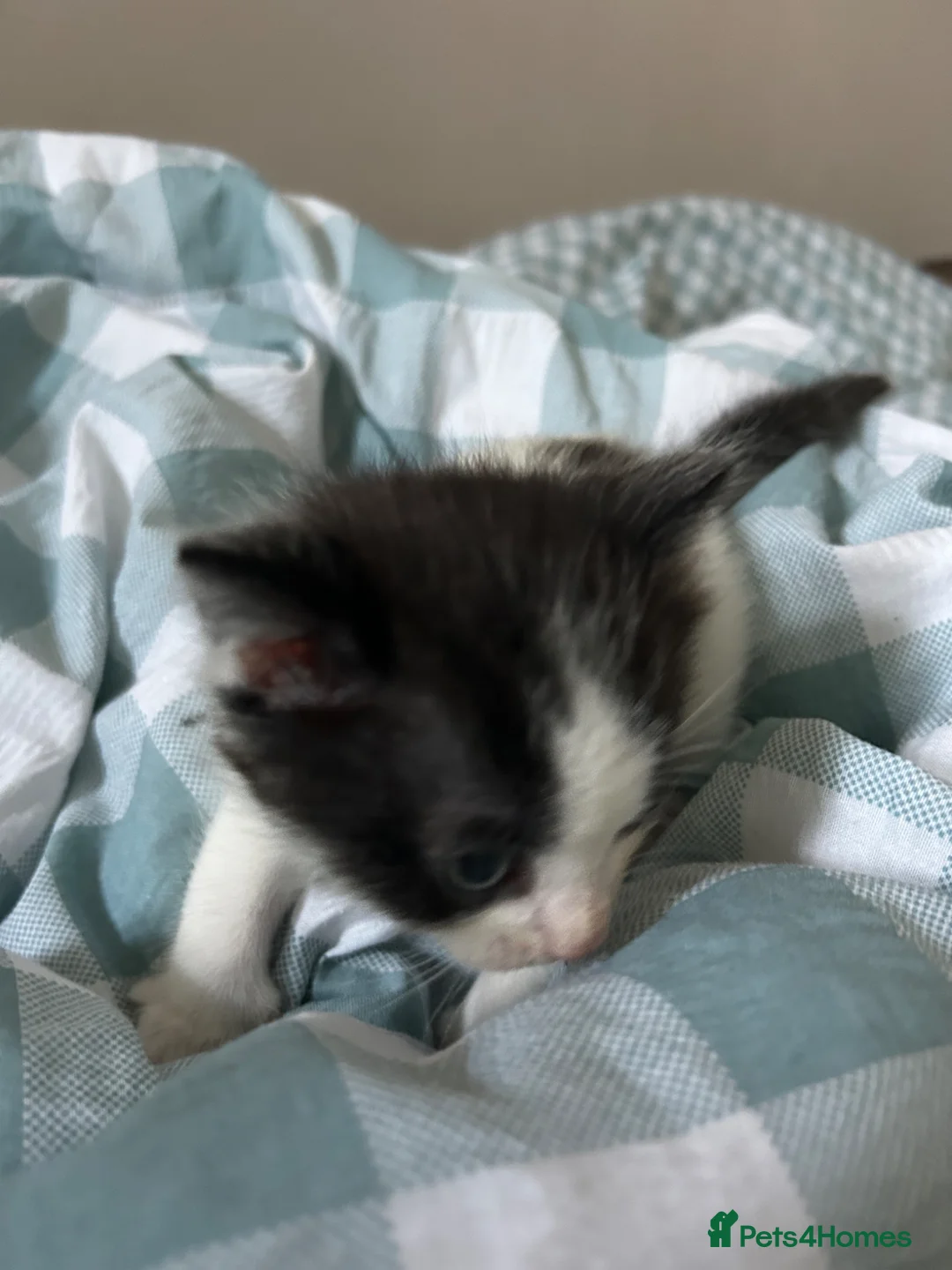 Mixed Breed cats for sale: Male kittens  in Redditch - Advert 2