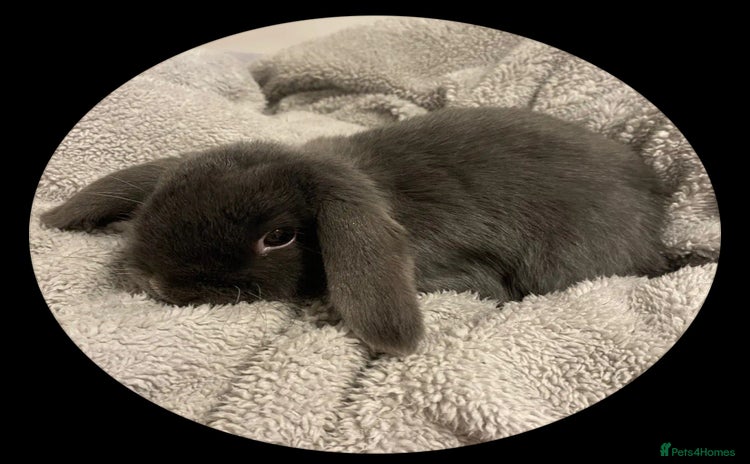 Mini Lop rabbits - Advert 5