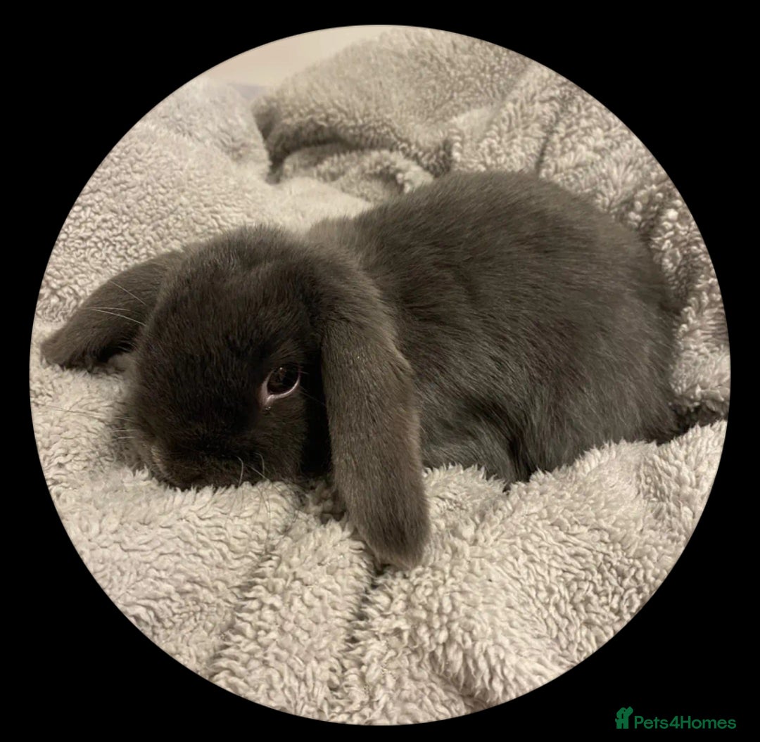 Mini Lop rabbits for sale: Rabbit Mini Lop - Image 1
