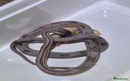 Corn Snake reptiles for sale: Young male anery motley cornsnake  - Image 1
