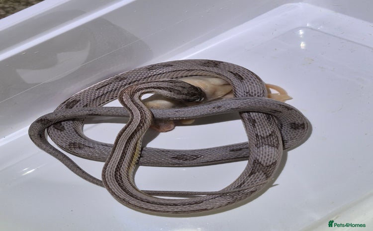 Corn Snake reptiles - Advert 11