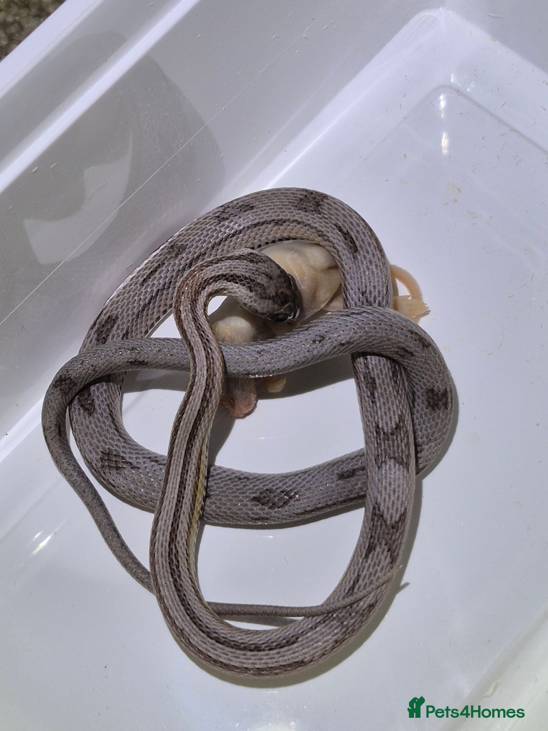 Corn Snake reptiles for sale: Young male anery motley cornsnake  - Image 1