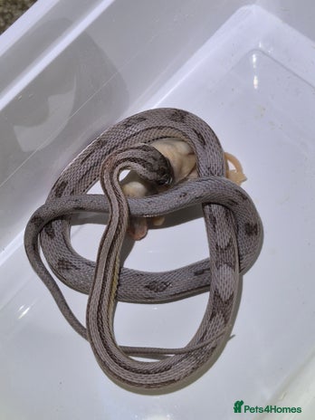 Corn Snake reptiles - Advert 17