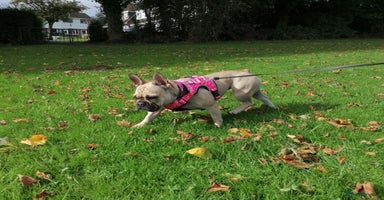 French Bulldog dogs 💖🐶 LOLA-SWEET & SOCIAL 1,5 YEARS OLD GIRL 🐶💖 - Advert 7