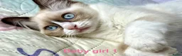 Ragdoll cats for sale: Socialised Baby Ragdoll Kittens ready now  - Advert 13