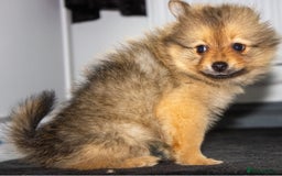 Pomeranian dogs for sale: Beautiful pomeranian pups in Houghton le Spring - Image 26