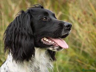 English Springer Spaniel dogs in Warminster - Advert 4