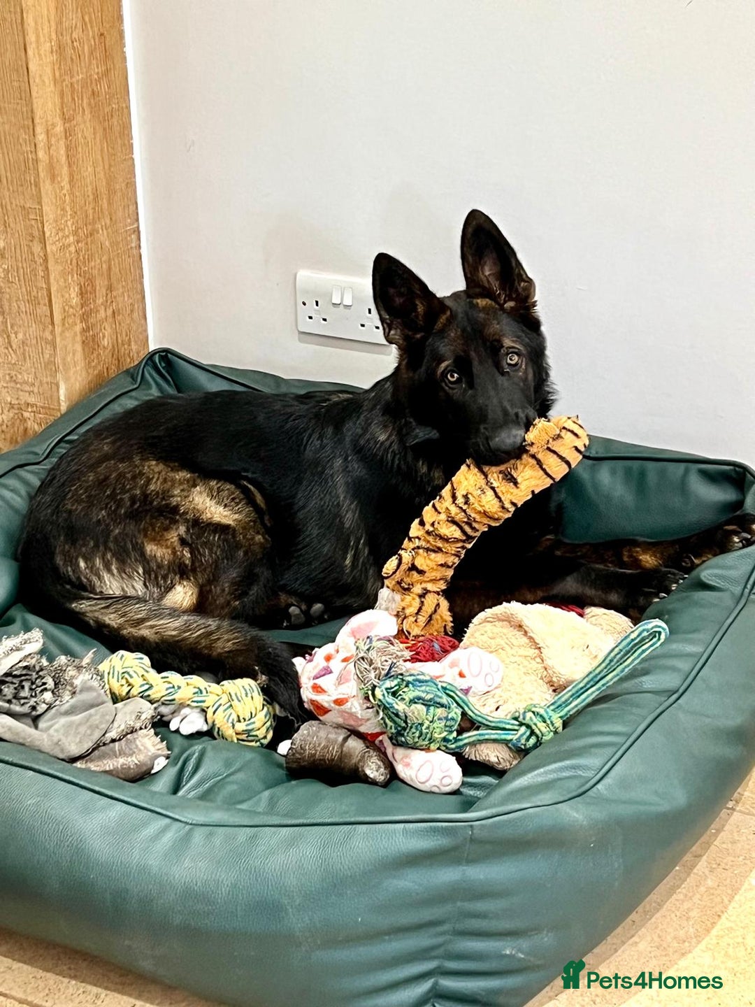 German Shepherd dogs for sale: KC Reg bitch Family Dog - Advert 6