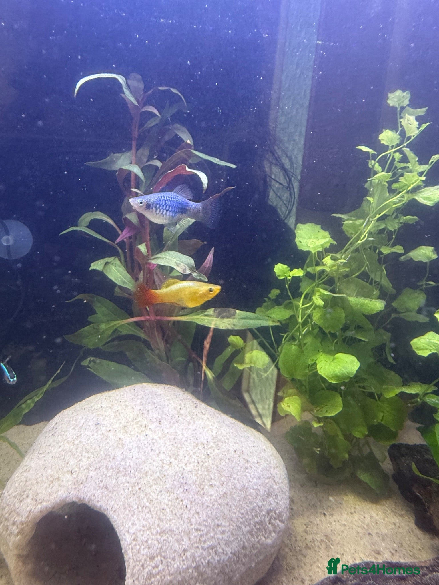 Platies fish Platy fish for sale - Advert 13
