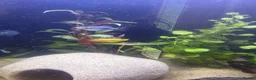 Platies fish for sale: Platy fish for sale in Middlesbrough - Advert 1
