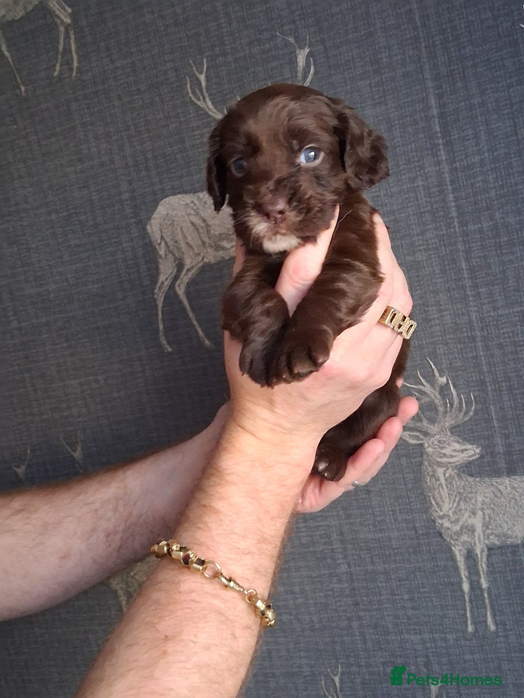 Cocker Spaniel dogs for sale: beautiful working cocker spaniels for sale - Advert 12