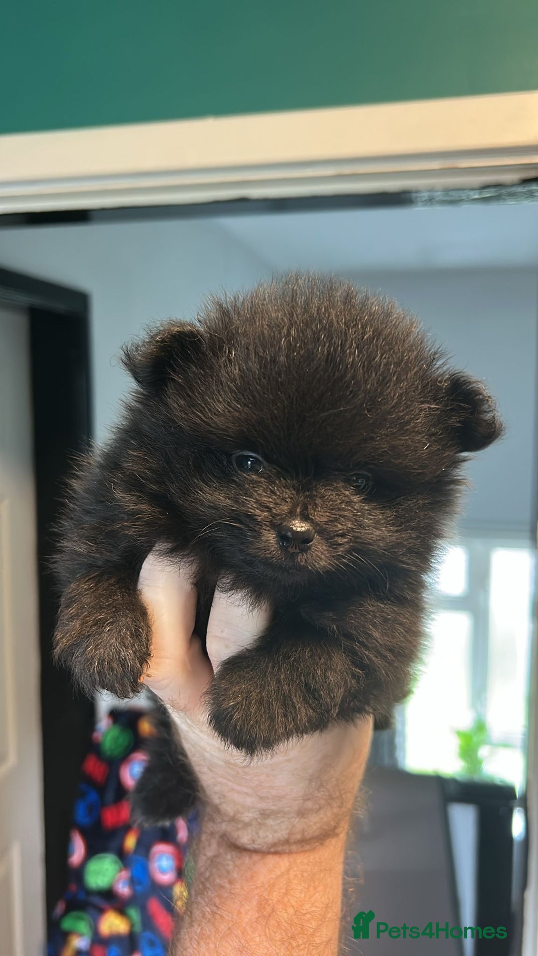 Pomeranian dogs for sale: 3 tiny girls ready now*price reduced £2000 - Advert 17