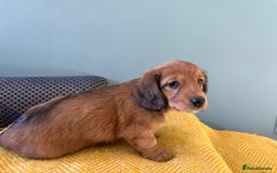 Dachshund dogs for sale: 2 American Red Long Haired Dachshund Puppies - Image 19