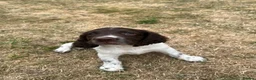English Springer Spaniel dogs for sale: Springer Spaniels - Advert 16