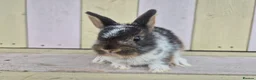 Netherland Dwarf rabbits for sale: 🩵PRETTIEST NETHERLAND DWARF COLOURED BABIES 🩷 - Advert 14
